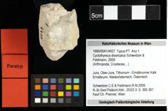 Foto (Objekt + Etiketten) von Cyclothyreus divaricatus (Schweitzer & Feldmann, 2009) 